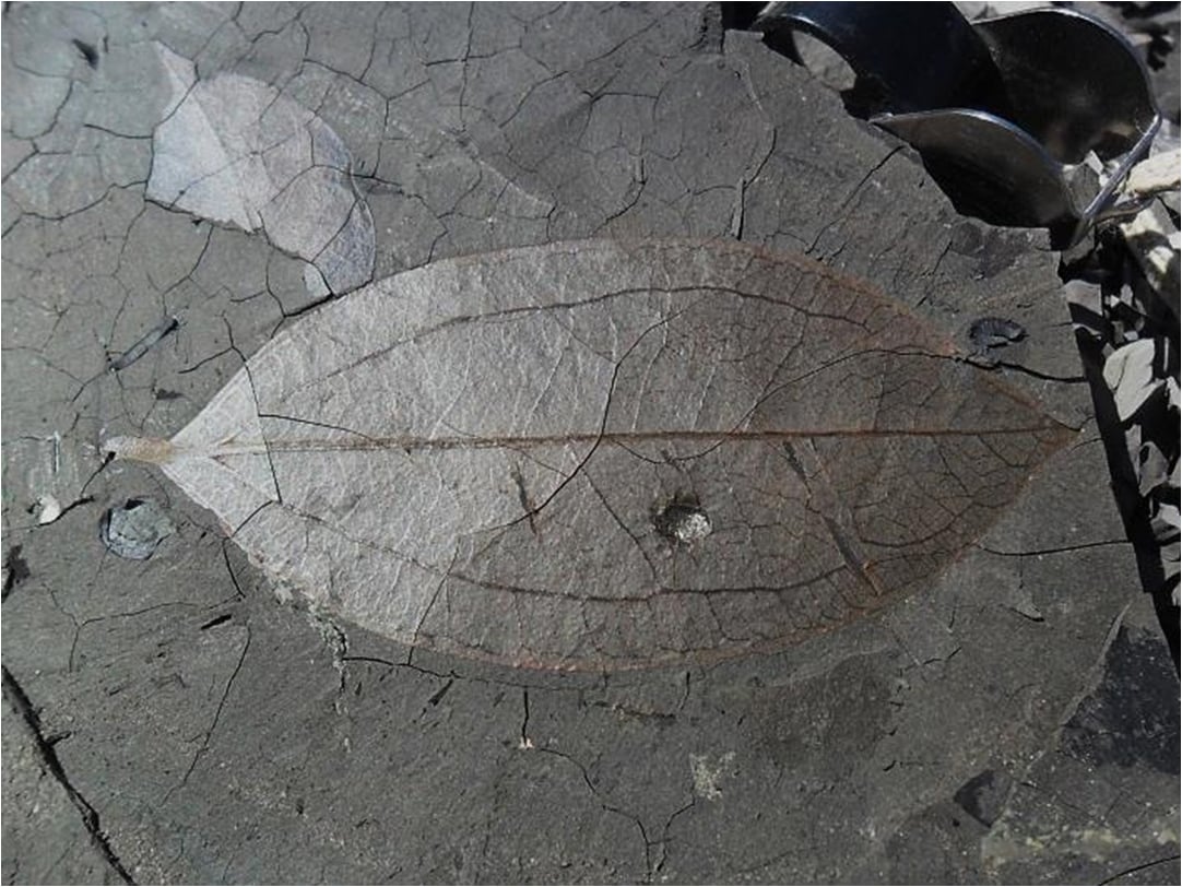 Fossil-leaf-from-Ethiopia